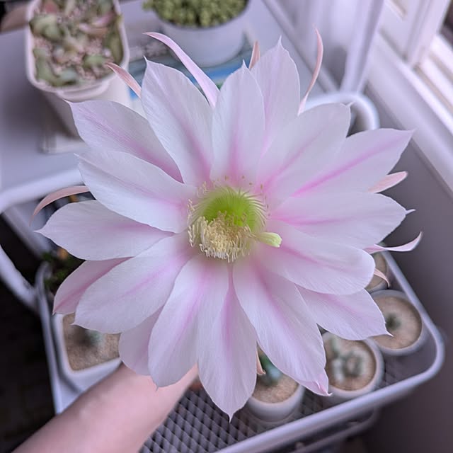 cocomintさんの実例写真