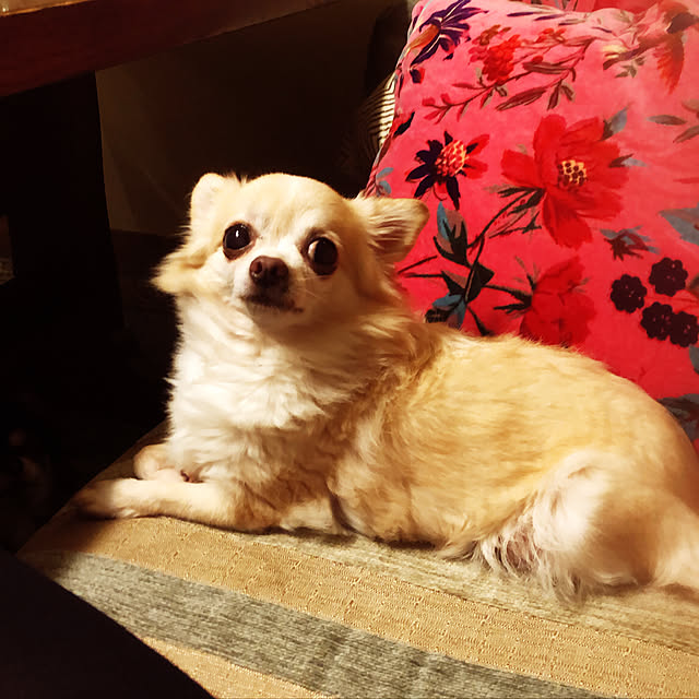 chiyukouさんの実例写真