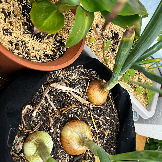 SquarePantsさんの部屋