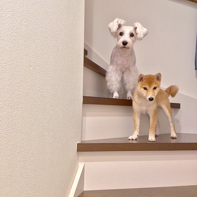 suzyさんの実例写真