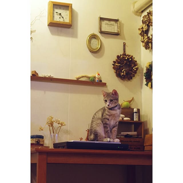 kicoriさんの実例写真