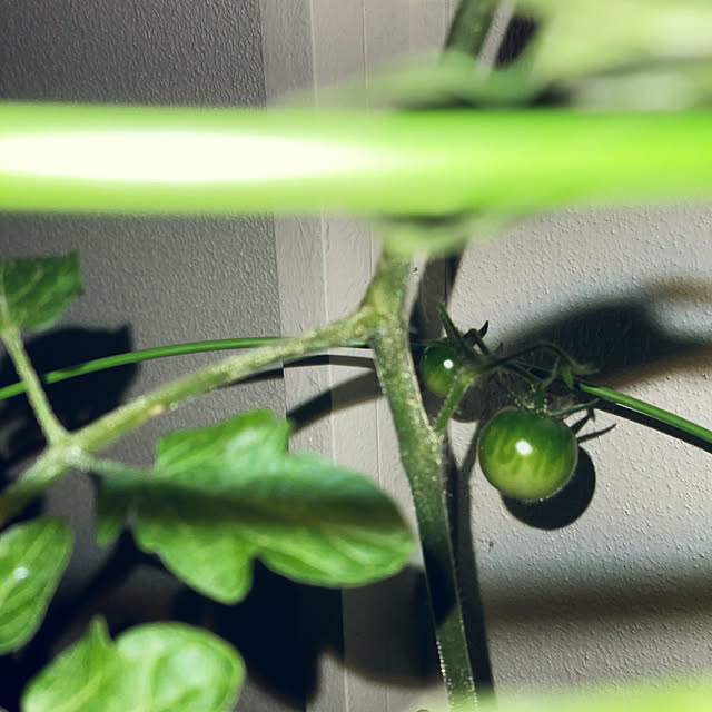 Chitさんの実例写真