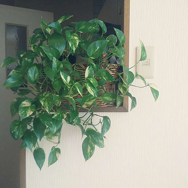 実例写真