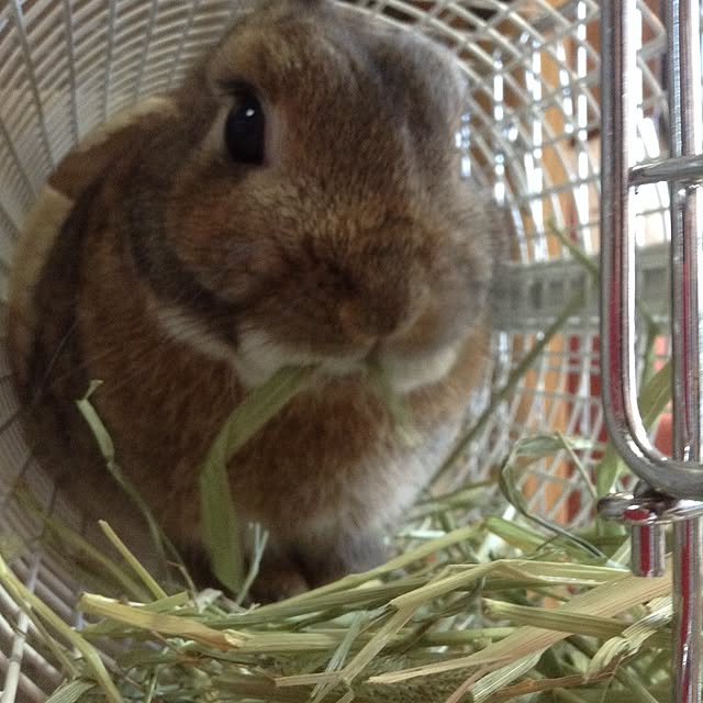 yuzu0223さんの実例写真
