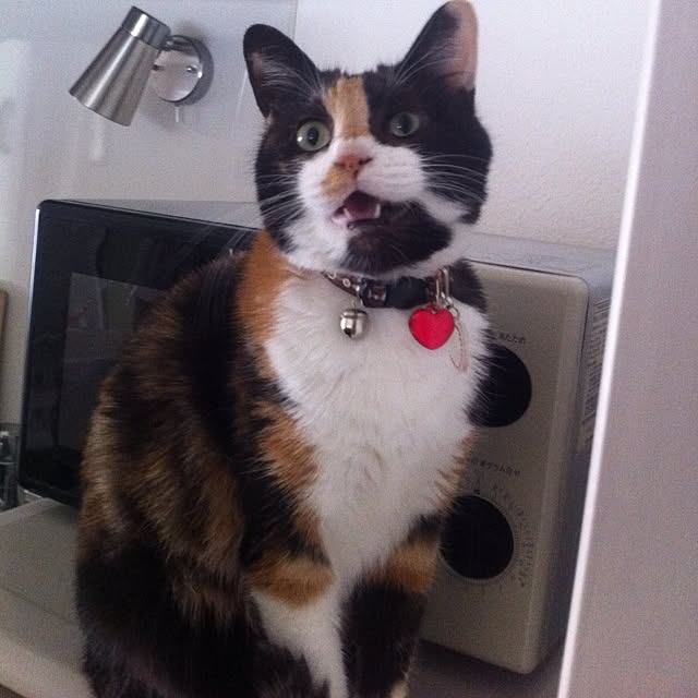 Rieさんの実例写真