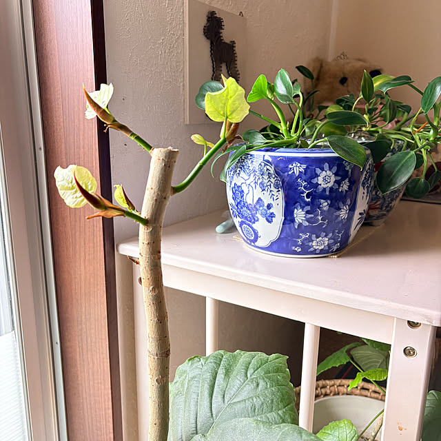 alchoさんの部屋