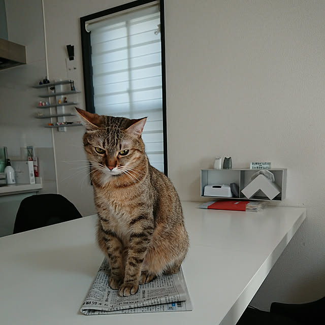 maikyさんの実例写真