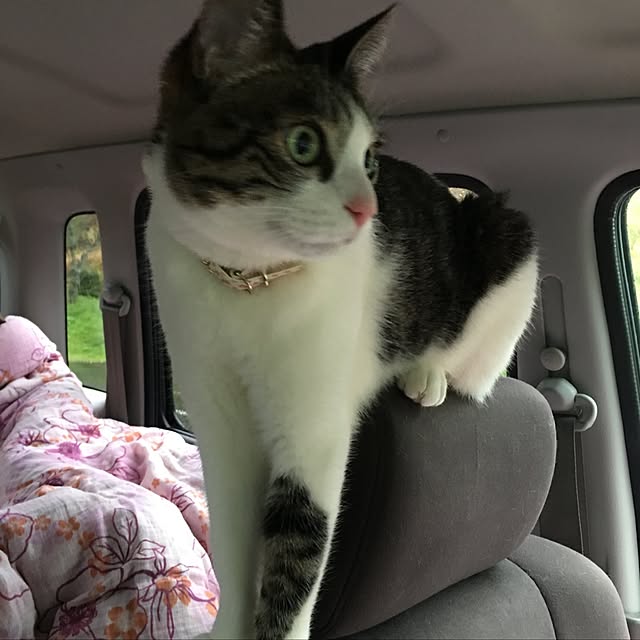 Shihoさんの実例写真