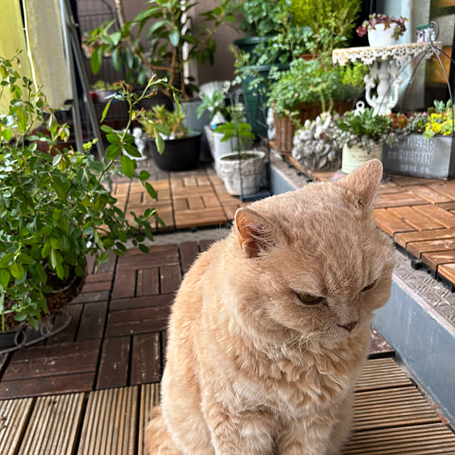 naokoさんの部屋