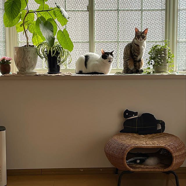 nobikoさんの実例写真