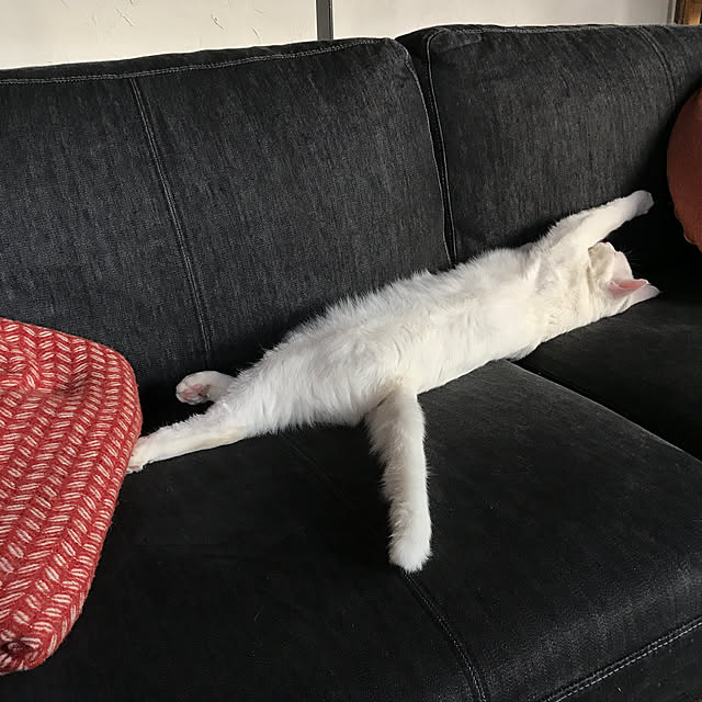 sakurasakuさんの実例写真