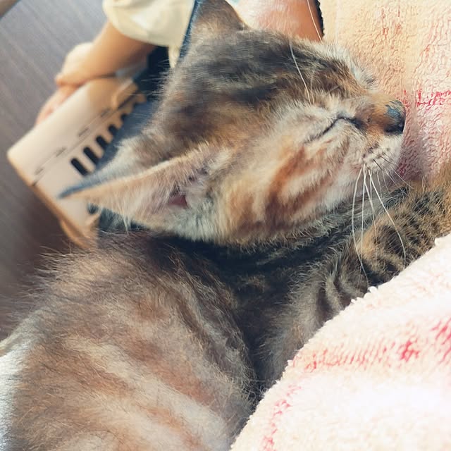 kittenblueさんの実例写真