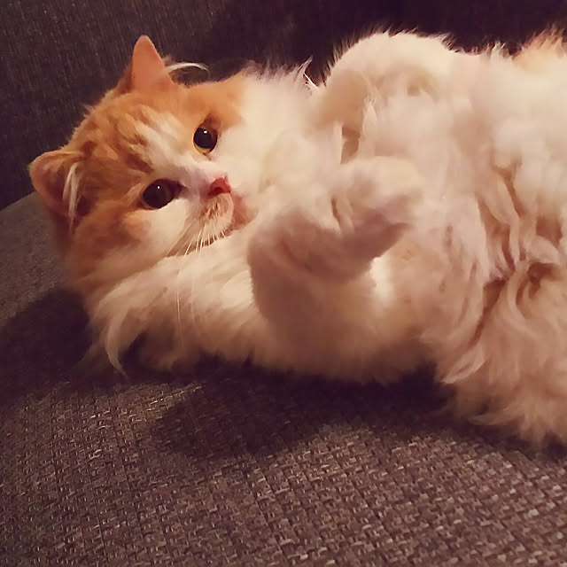 nonkoさんの実例写真