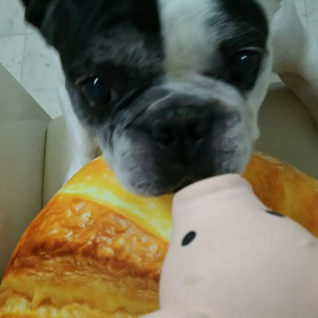panchobiさんの実例写真