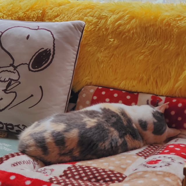 kumutanさんの部屋