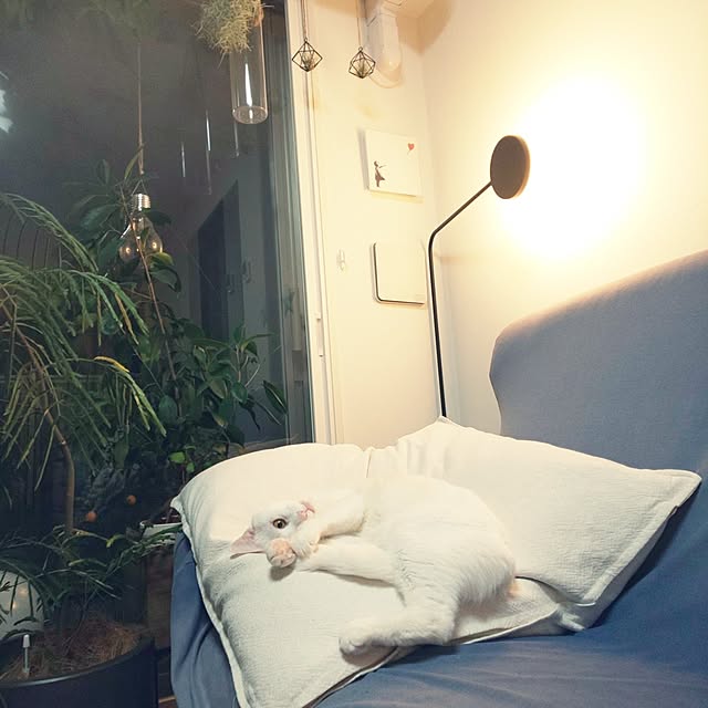 necoさんの実例写真