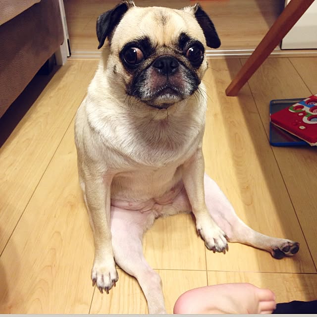PONさんの実例写真