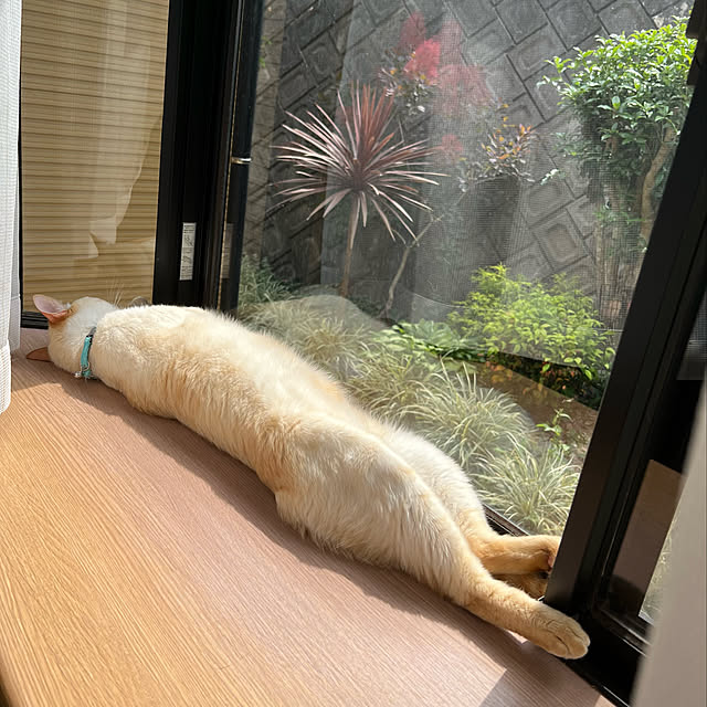 mohhaさんの実例写真