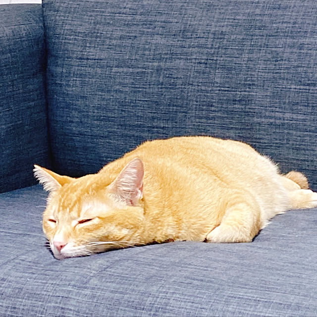 reo..m.aさんの実例写真