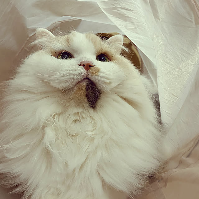 keibooさんの実例写真
