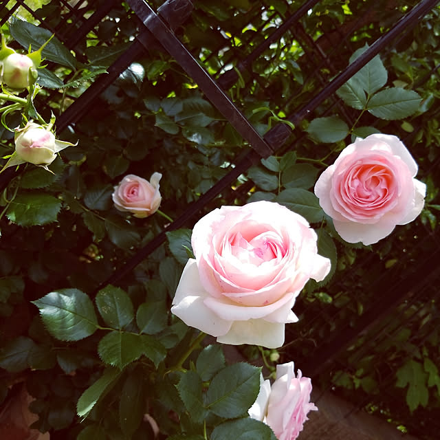 mimi828さんの実例写真
