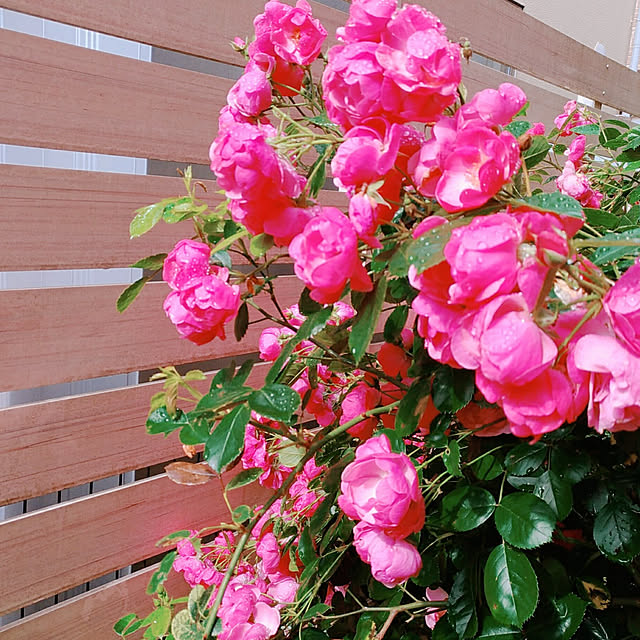 magnoliaさんの実例写真