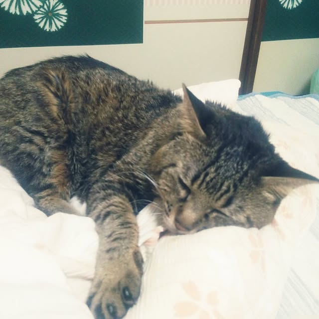 kittenblueさんの実例写真