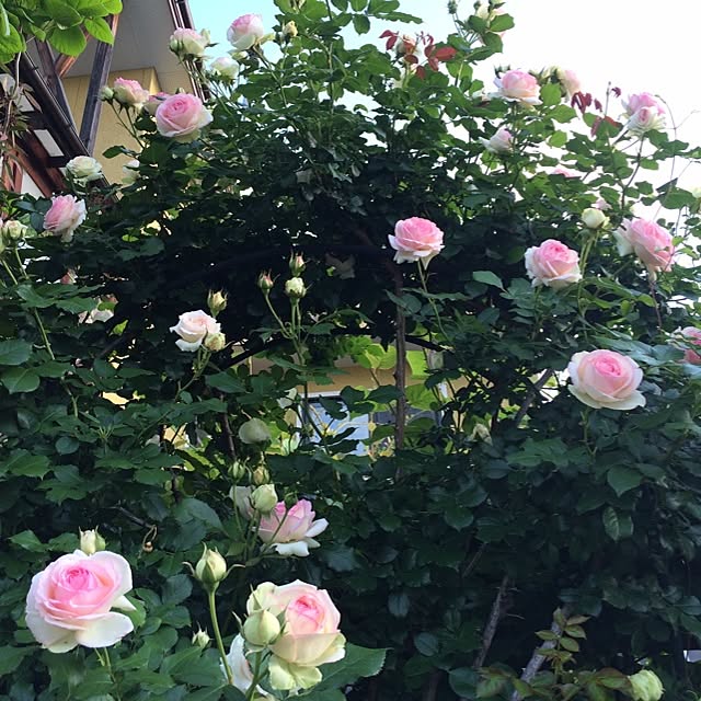 bergamotさんの実例写真