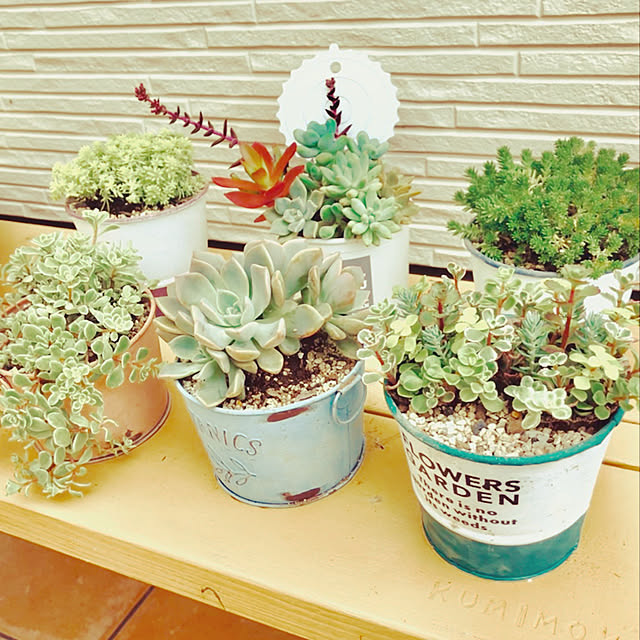 玄関/入り口/多肉植物/アンティーク/雑貨/DIY...などのインテリア実例 - 2018-07-16 19:01:25