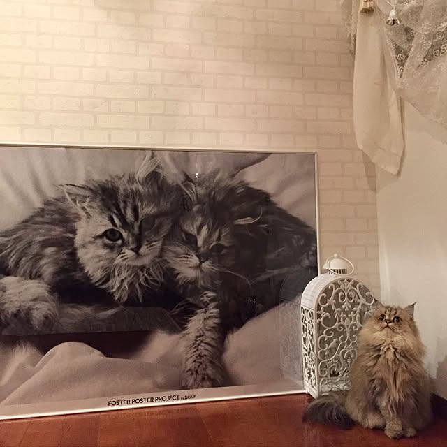 butachanさんの実例写真