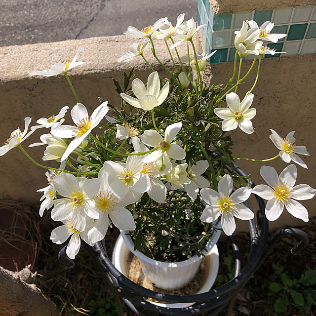 miukiさんの部屋
