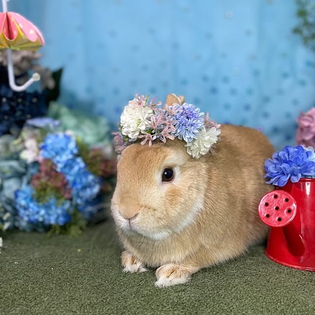 aiさんの実例写真