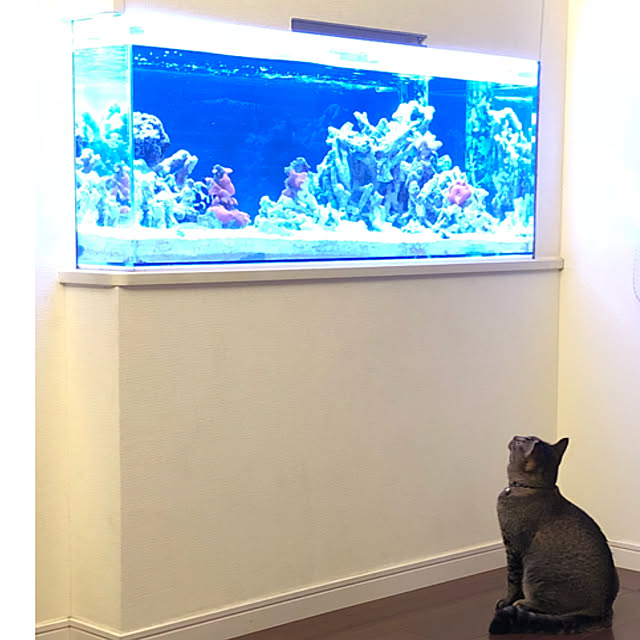 akkorosukeさんの実例写真