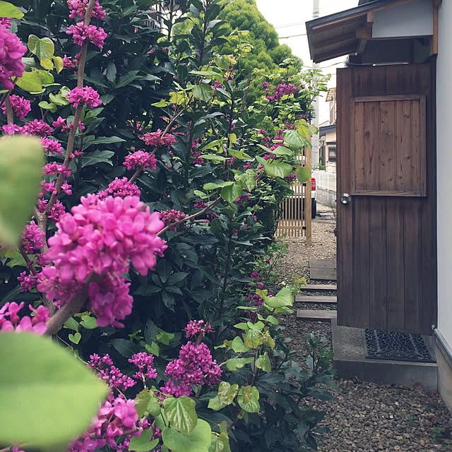 chacoさんの実例写真