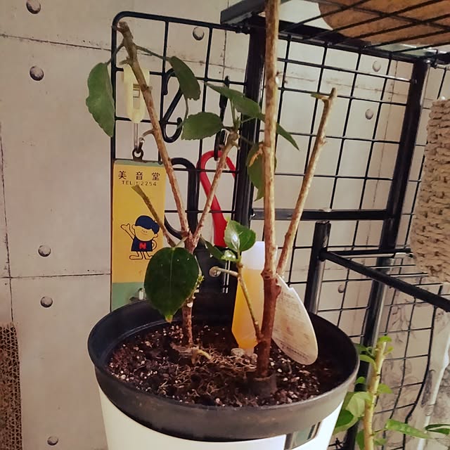 runaさんの部屋