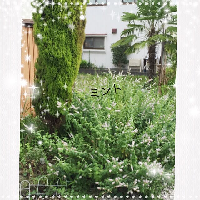 koihiさんの実例写真