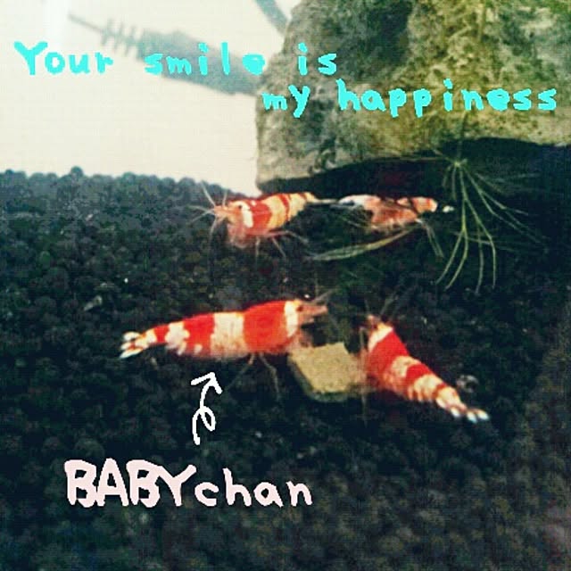 Little-Bambiさんの実例写真