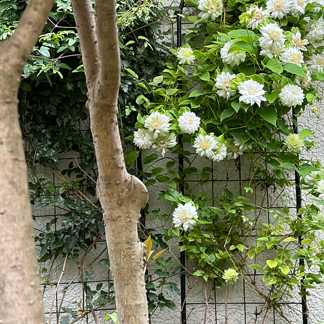 mamizaさんの実例写真