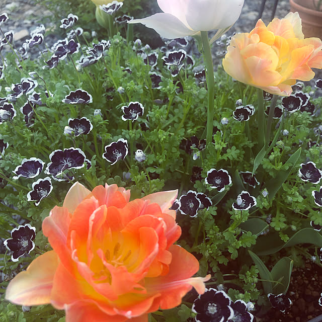 dijieさんの実例写真