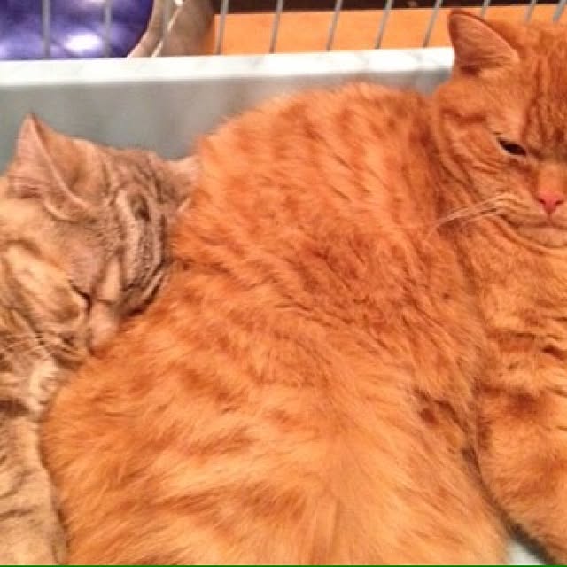 shujiさんの実例写真