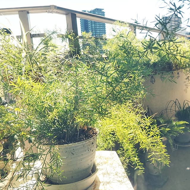部屋全体/マンション/観葉植物/プランター/ナチュラルのインテリア実例 - 2023-07-17 09:51:18