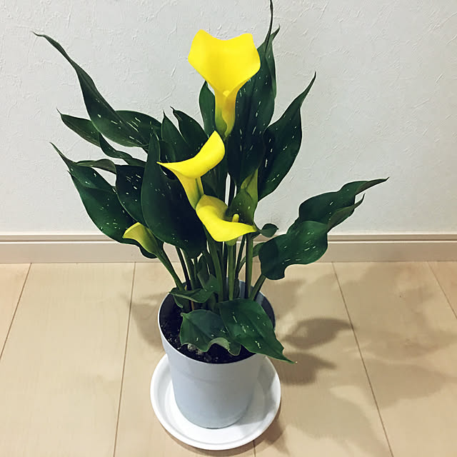 fuuuuさんの実例写真