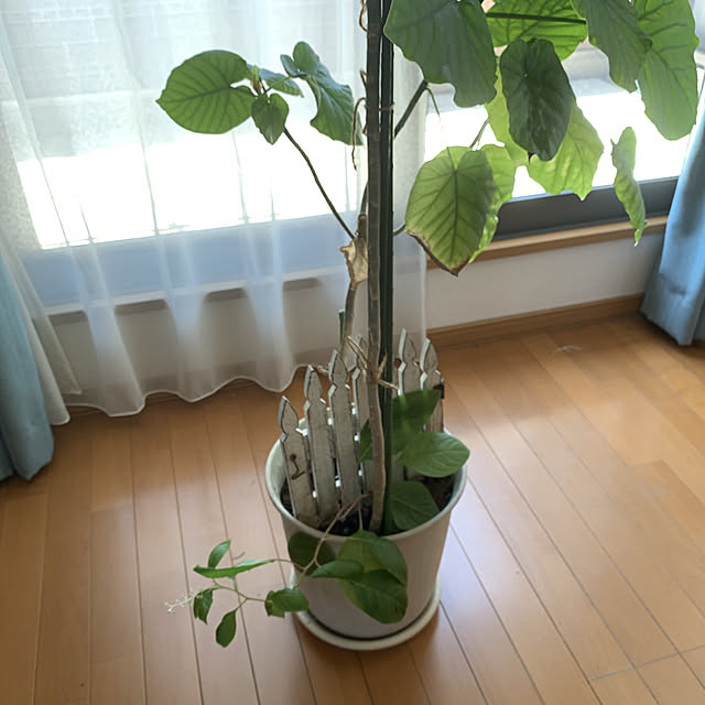 miicyanさんの実例写真