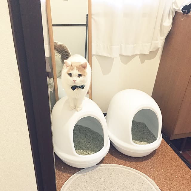 amutantanさんの実例写真
