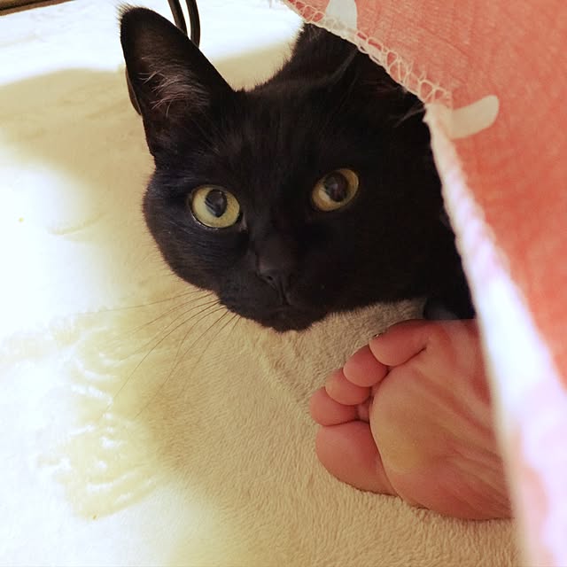 rococoさんの実例写真