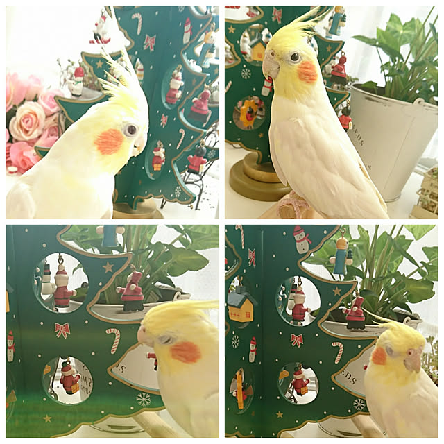 fleur-mamanさんの実例写真