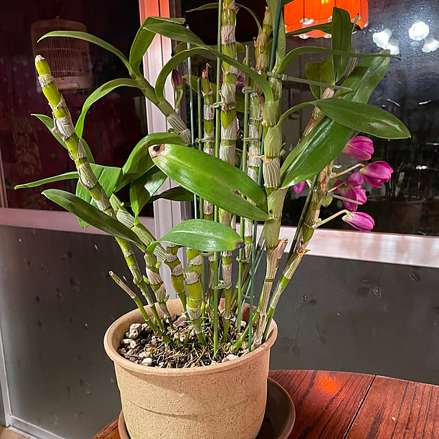 shin0719さんの実例写真
