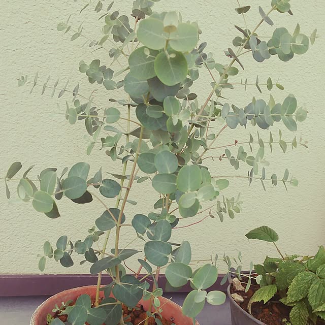 natuさんの実例写真