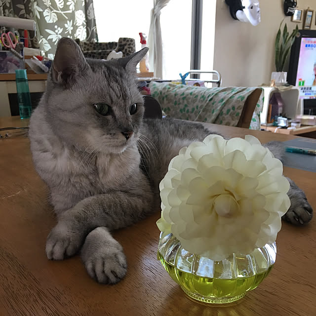 kou-kitiさんの実例写真