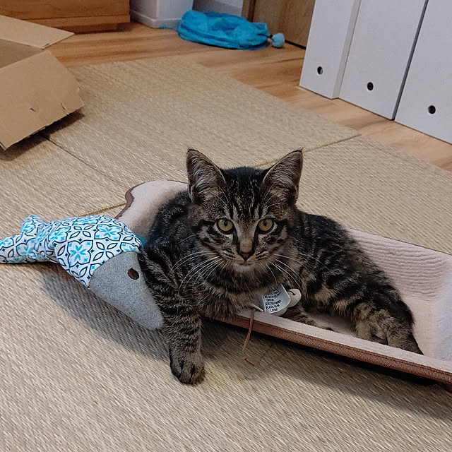 hihaさんの実例写真